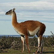 A Guanaco in northern Chile