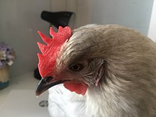 Hen Comb.jpg