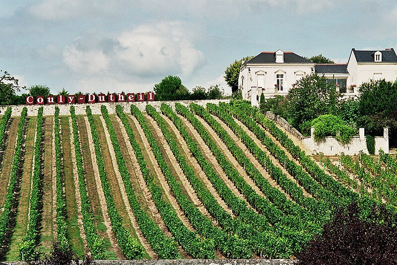 Файл:Loire vineyard.jpg