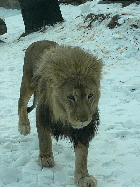 File:MP-panthera leo krugeri 10.jpg