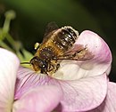 a bee on a flower