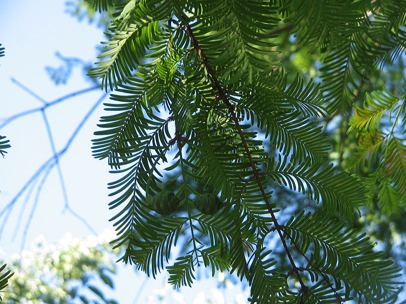 File:Metasequoia young female cones02.jpg