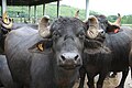 The Murrah buffaloes in the Philippine Carabao Center's outlet in Central Mindanao University, Bukidnon