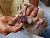 A small, young slow loris is gripped by its limbs while its front teeth are cut with fingernail cutter.