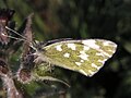 Бабочка-белянка Pontia edusa (Fabricius, 1776) (Lepidoptera: Pieridae) сфотографировано в Донецке, в апреле.