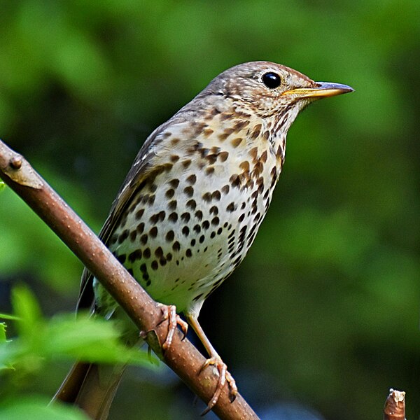 File:Posing song thrush cropped.jpg