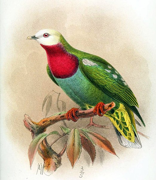 File:PtilopusEugeniaeKeulemans (cropped).jpg