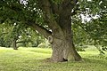 The Duke Prosper Oak in Enghien (Belgium).