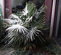 Trachycarpus fortunei Dusted with snow, in Grand Junction, Colorado