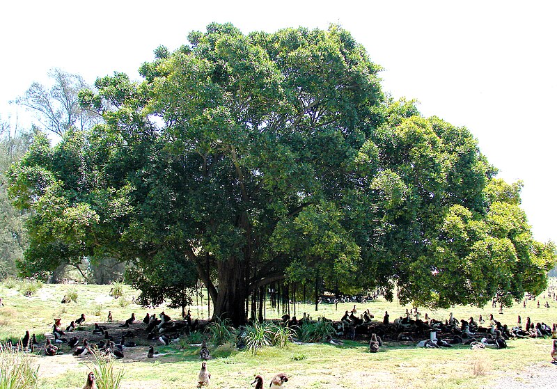 File:Starr 080531-4730 Ficus microcarpa.jpg