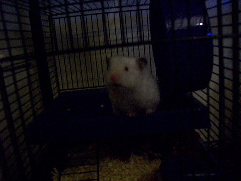 File:Sugar (Hamster) 1.JPG