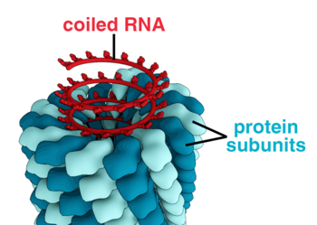 Tobacco mosaic virus structure