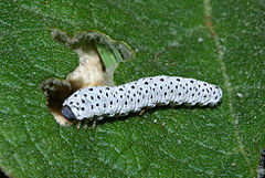 Larva