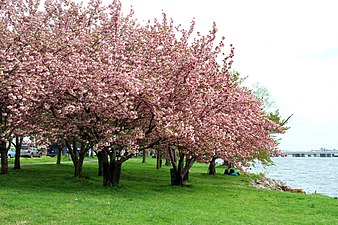 Cherry blossoms in Washington D.C.