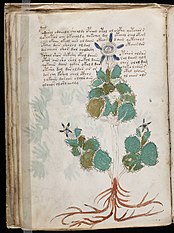 La planta del f23v, identificada por Tucker y Talbert como Passiflora morifolia.[94]​