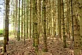 Wald bei Messstetten