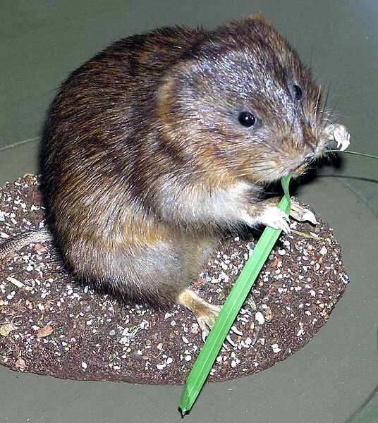 Файл:Water.vole.arp.jpg