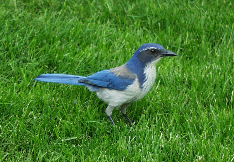 Файл:WesternScrubJay2.jpg