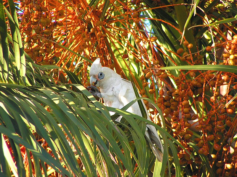 Файл:Western Corella.jpg