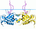 Thumbnail for Bruton's tyrosine kinase