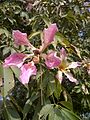 Ceiba speciosa in Lahore