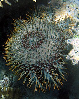 Терновый венец (Acanthaster planci)