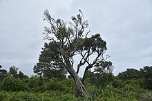 Dracophyllum arboreum large.jpg