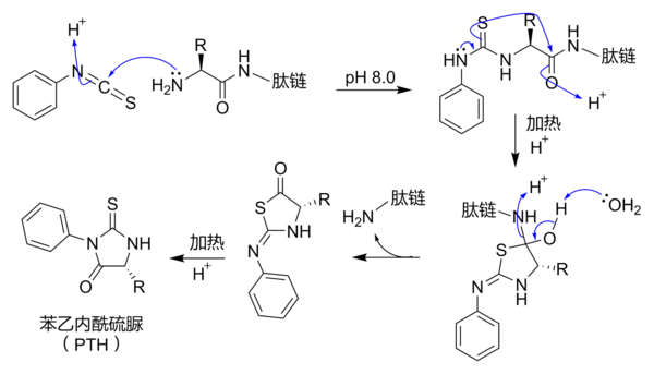 埃德曼降解（Edman degradation）的机理。