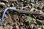 Western skink