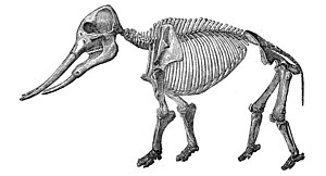 Gomphotherium angustidens