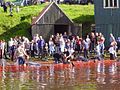 In accordance with the regulations, men gather on the shore to kill the beached whales, here in the town Vágur on Suðuroy