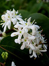 Heptacodium flowers, close up.