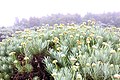 Javanese edelweiss