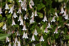 Linnaea borealis 1190.JPG