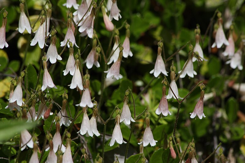 File:Linnaea borealis 1190.JPG