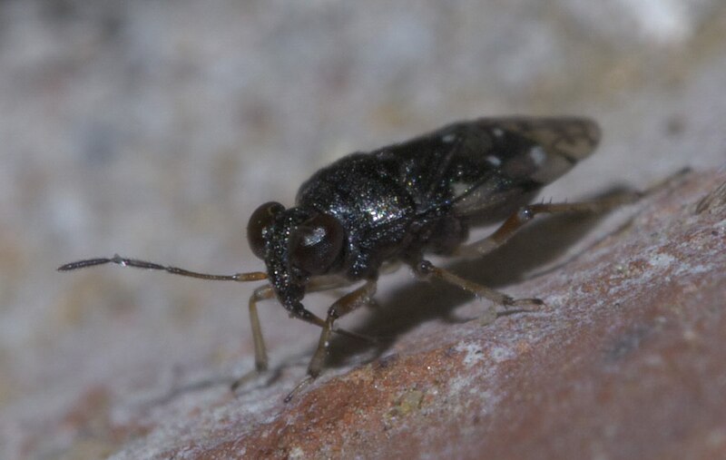 File:Micracanthia humilis P1500156a.jpg