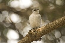 Whitish bird with grayish head perching on a branch