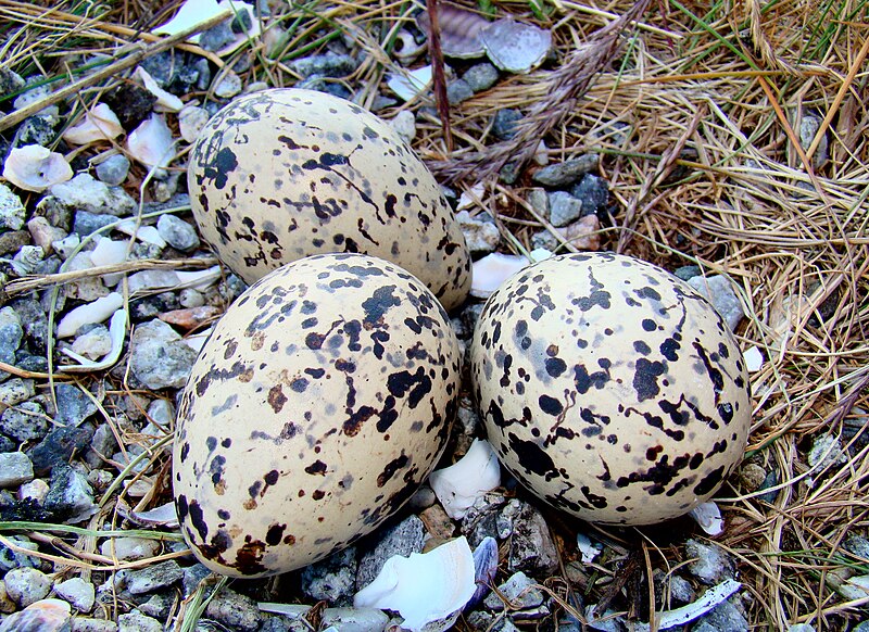 File:Oystercatcher Eggs Norway.jpg