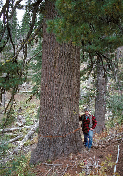 File:Pinus monticola Umatilla.jpg