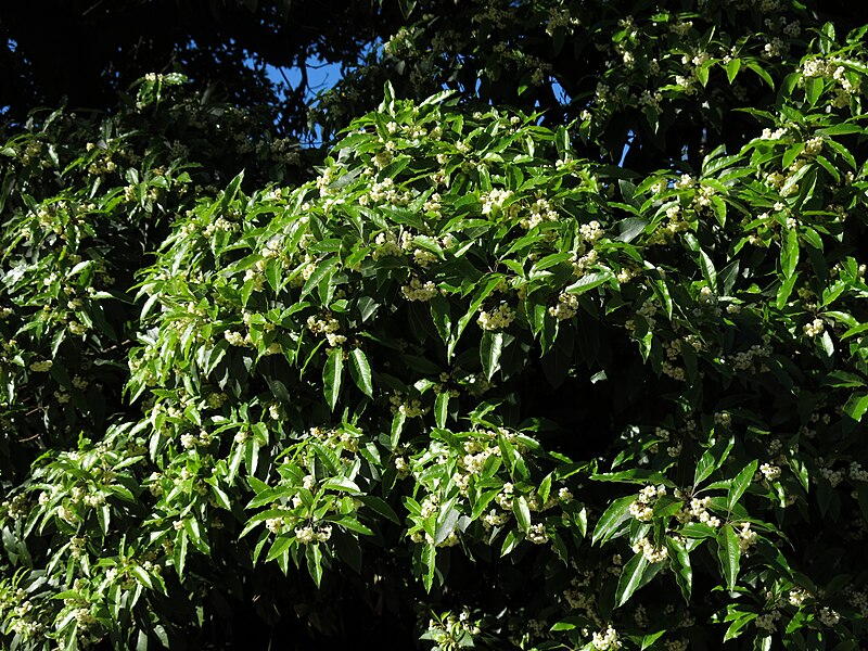 File:Pittosporum undulatum.JPG