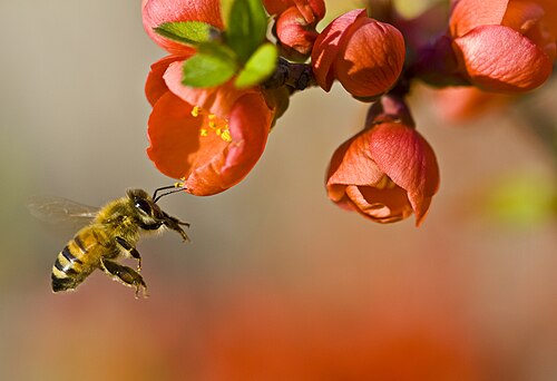 Abeja polinizando