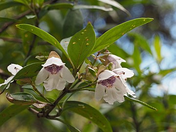 P. lasianthos sp. 'Point Lookout', New England National Park