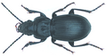 Pterostichus melas