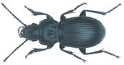 Miniatura para Pterostichus melas