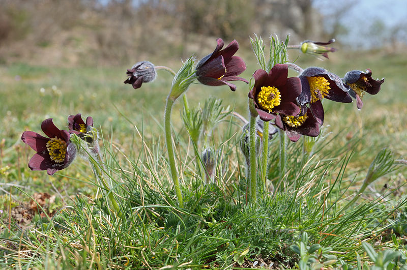 Файл:Pulsatilla rubra Haute-Loire.jpg