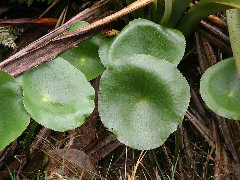 File:Ranunculus lyallii foliage.jpg