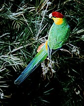 A dark-green parrot with blue-tipped wings, a blue-tipped tail, yellow cheeks, and a red forehead