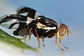 Image 24Rhagoletis pomonella, the hawthorn fly, appears to be in the process of sympatric speciation. (from Speciation)