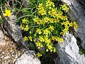 Saxifraga aizoides (Yellow Saxifrage)