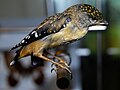 Spotted Pardalote (Pardalotus punctatus)